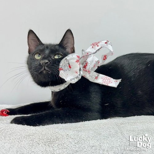 NANCY - Domestic Short Hair available for adoption