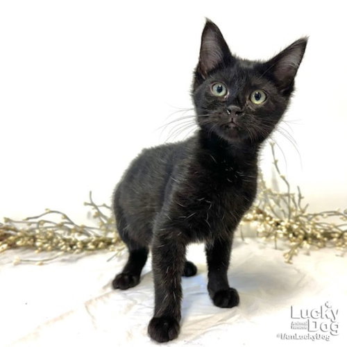 YARA - Domestic Short Hair available for adoption
