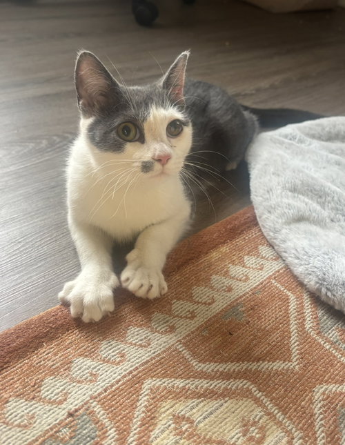 IZARA - Domestic Short Hair available for adoption