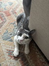Izara - Photo 4