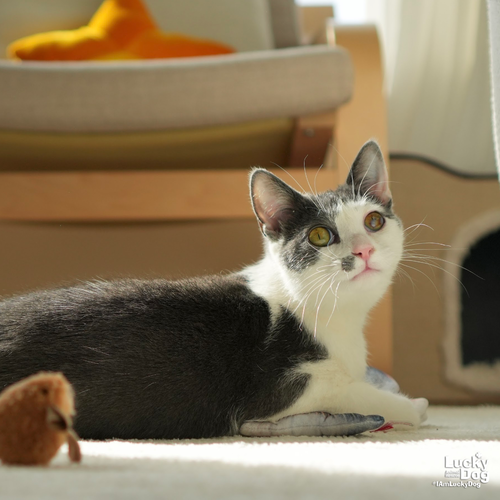 IZARA - Domestic Short Hair available for adoption