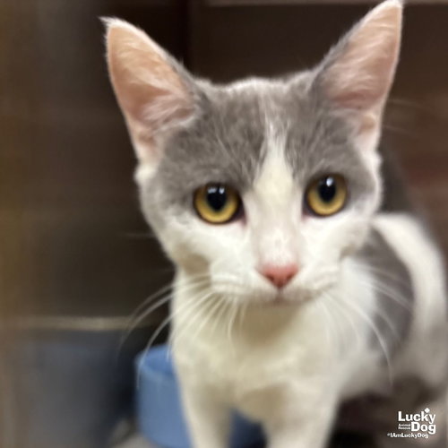 IDRIS - Domestic Short Hair available for adoption