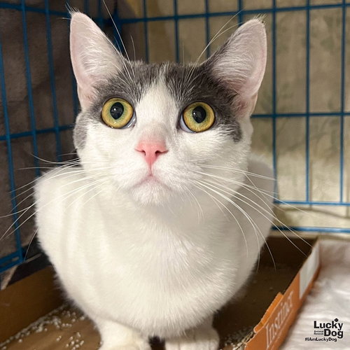 Idris, Young Domestic Short Hair / Mixed (short coat), cat for adoption in Manassas, Virginia