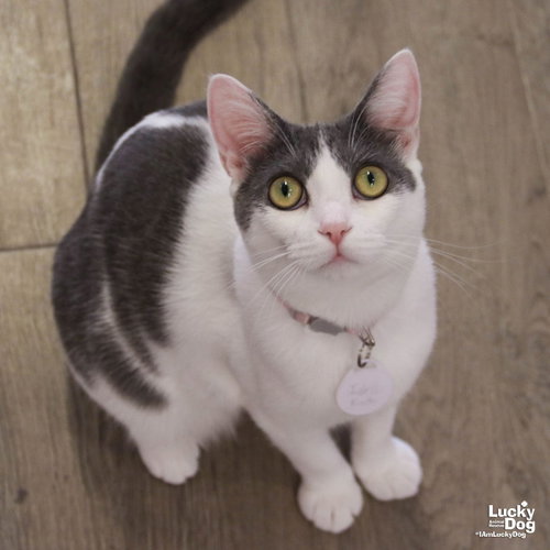 IDRIS - Domestic Short Hair available for adoption