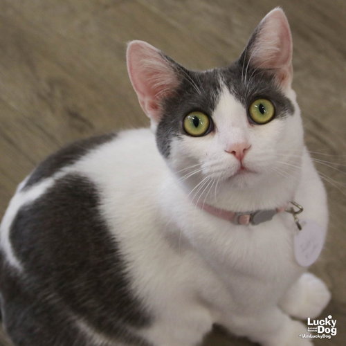 IDRIS - Domestic Short Hair available for adoption