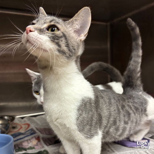 IZAN - Domestic Short Hair available for adoption