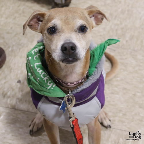 PAZ - Chihuahua / Terrier available for adoption