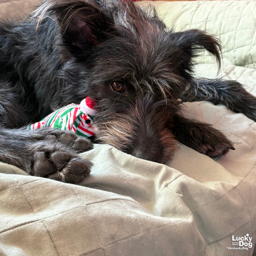 CHLOE - Schnauzer available for adoption