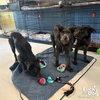 Luna - Photo 4