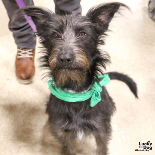 LUNA - Schnauzer available for adoption