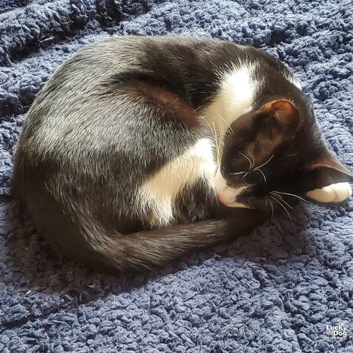 TWIX - Domestic Short Hair available for adoption
