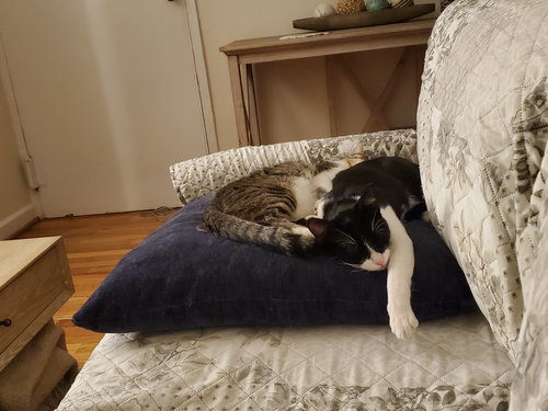 TWIX - Domestic Short Hair available for adoption