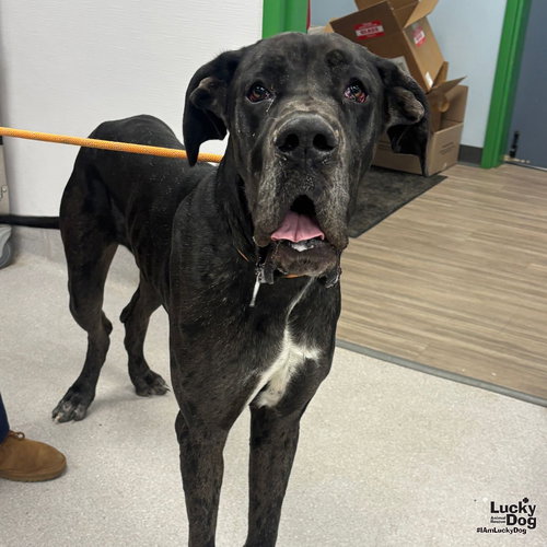 HAWKEYE - Great Dane available for adoption