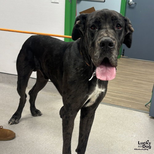 HAWKEYE - Great Dane available for adoption