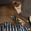 Elliott - Photo 3