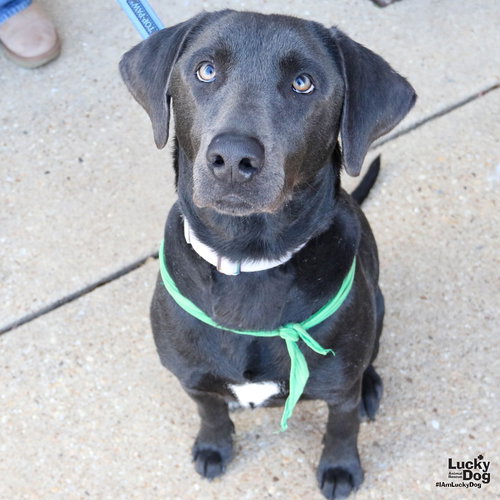 ROSEMARIE - Labrador Retriever available for adoption