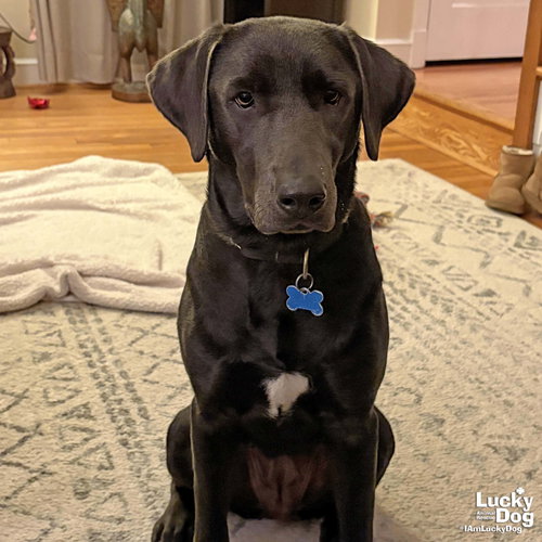 ROSEMARIE - Labrador Retriever available for adoption