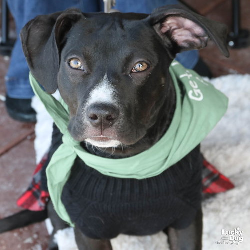 SALMA - Labrador Retriever available for adoption