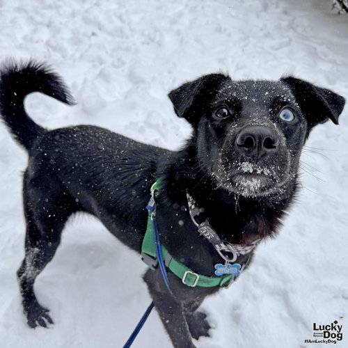 PICKLES - Labrador Retriever / Australian Shepherd available for adoption
