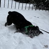 Pickles - Photo 3