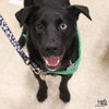 Pickles - Photo 1