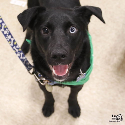 PICKLES - Labrador Retriever / Australian Shepherd available for adoption