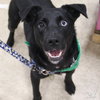 Pickles - Photo 4