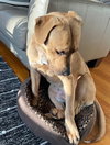 Toto - Photo 4