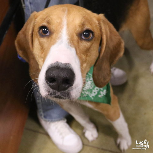 WALKER - Treeing Walker Coonhound / Coonhound available for adoption