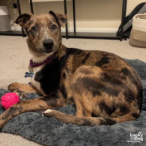 ANNA - Catahoula Leopard Dog / Labrador Retriever available for adoption