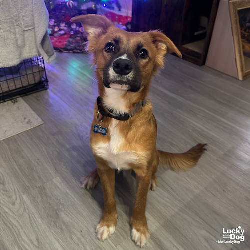 QUAKER - Shepherd / Shetland Sheepdog Sheltie available for adoption