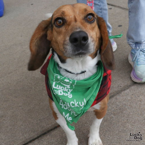 JD - Beagle available for adoption