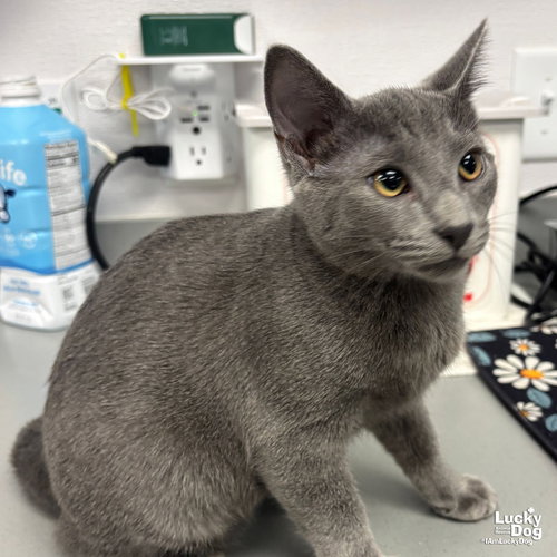 BLANEY - Domestic Short Hair available for adoption