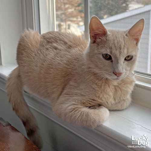 BRUCE - Domestic Short Hair available for adoption