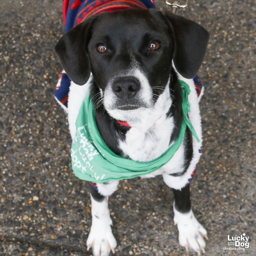 IVY - Labrador Retriever / Retriever available for adoption