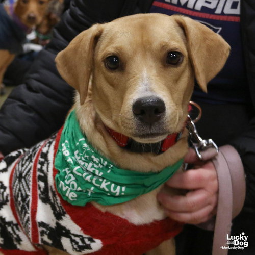 CREMITA - Labrador Retriever available for adoption