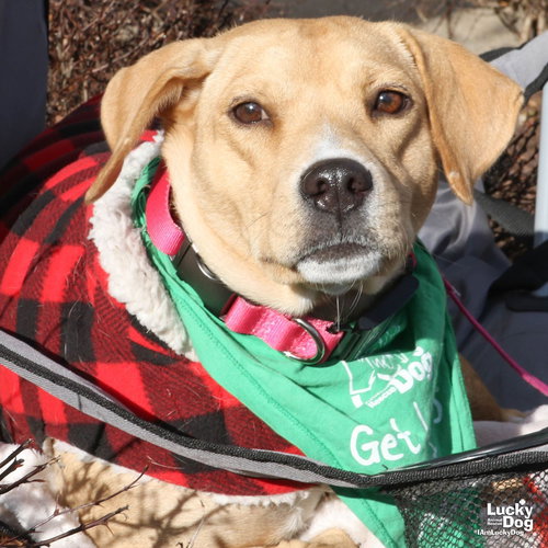 CREMITA - Labrador Retriever available for adoption