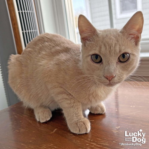 BUCKLE - Domestic Short Hair / Tabby available for adoption