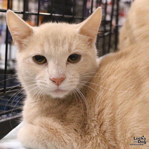 BUCKLE - Domestic Short Hair / Tabby available for adoption