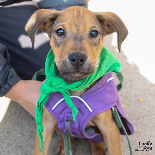 MAXX - Shepherd available for adoption