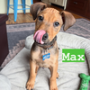Maxx - Photo 4