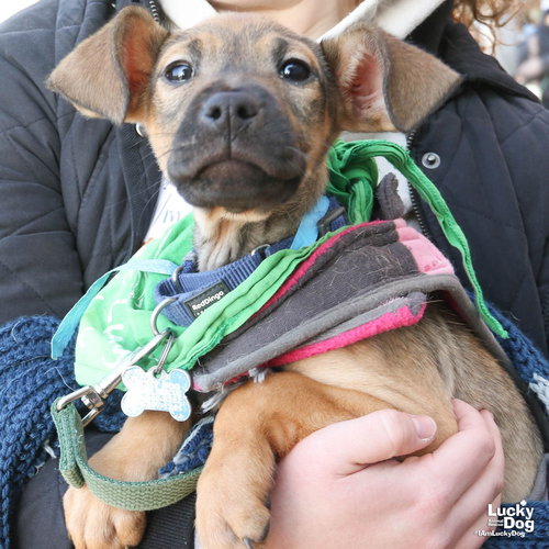 MILLIE - Shepherd available for adoption