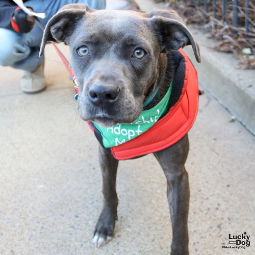 SKYLAR - Labrador Retriever / Terrier available for adoption