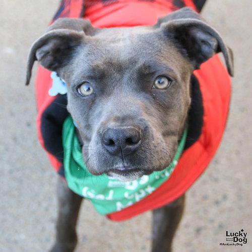 SKYLAR - Labrador Retriever / Terrier available for adoption