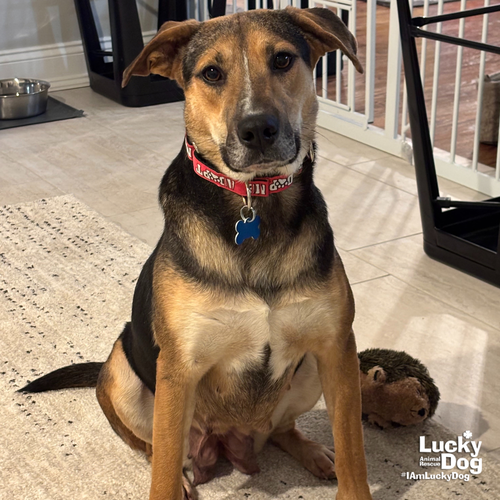 ROSE - Shepherd / Retriever available for adoption