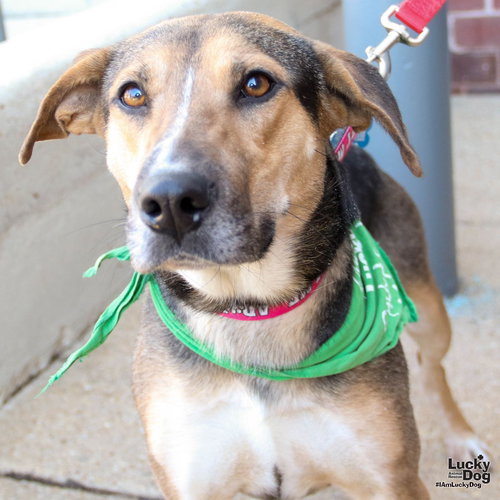 ROSE - Shepherd / Retriever available for adoption