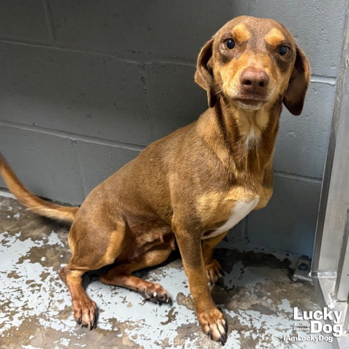 GAIL - Beagle / Australian Shepherd available for adoption