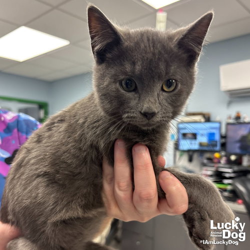 DESMOND - Domestic Short Hair available for adoption