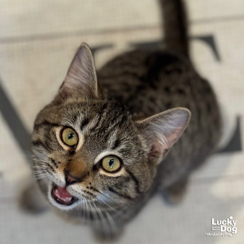DAL - Domestic Short Hair available for adoption