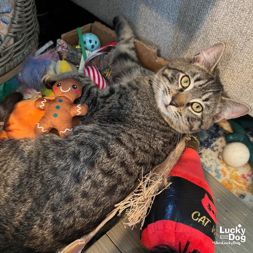 DAL - Domestic Short Hair available for adoption